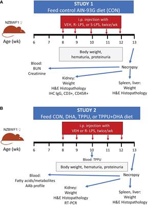 Lipidome modulation by dietary omega-3 polyunsaturated fatty acid supplementation or selective soluble epoxide hydrolase inhibition suppresses rough LPS-accelerated glomerulonephritis in lupus-prone mice